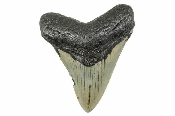 Serrated, Fossil Megalodon Tooth - North Carolina #273925